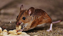 24 Hour & Emergency Exterminators in Martins Ferry, OH